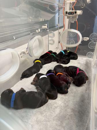 Gordon Setter for sale by KLOUDSPLITR