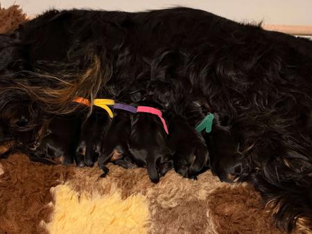Gordon Setter for sale by KLOUDSPLITR