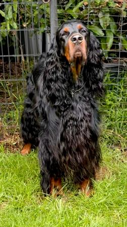Gordon Setter for sale by KLOUDSPLITR