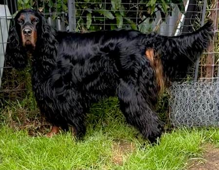 Gordon Setter for sale by KLOUDSPLITR