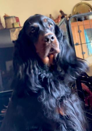 Gordon Setter for sale by KLOUDSPLITR