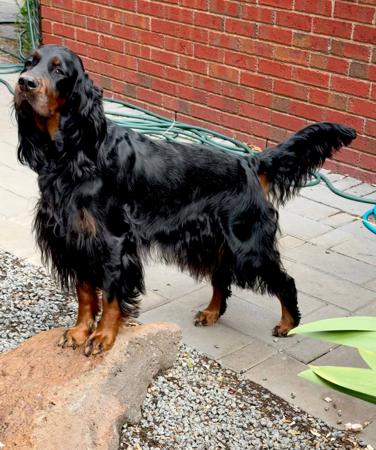 Gordon Setter for sale by KLOUDSPLITR