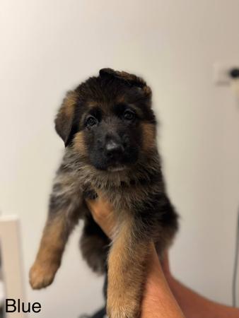 German Shepherd Dog for sale by KODARES