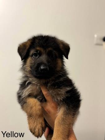 German Shepherd Dog for sale by KODARES
