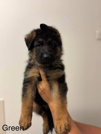 German Shepherd Dog for sale by KODARES