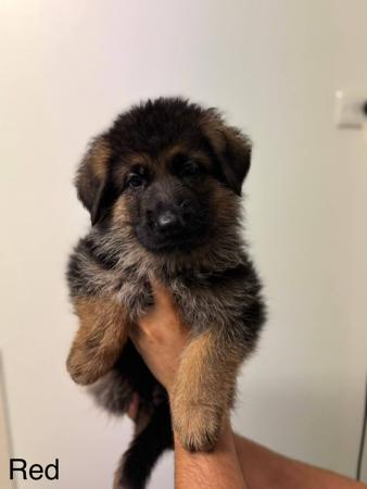 German Shepherd Dog for sale by KODARES
