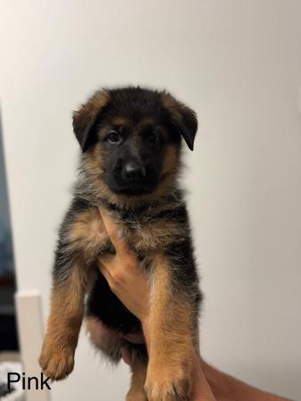 German Shepherd Dog for sale by KODARES