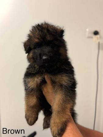 German Shepherd Dog for sale by KODARES