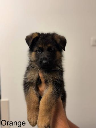 German Shepherd Dog for sale by KODARES