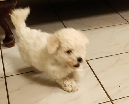 Bichon Frise for sale by CHIPALATTA