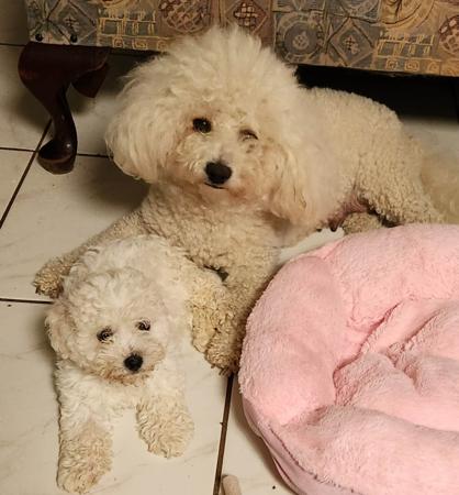 Bichon Frise for sale by CHIPALATTA