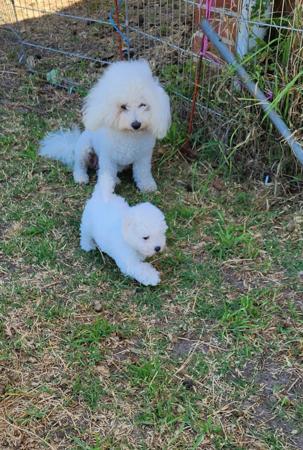 Bichon Frise for sale by CHIPALATTA