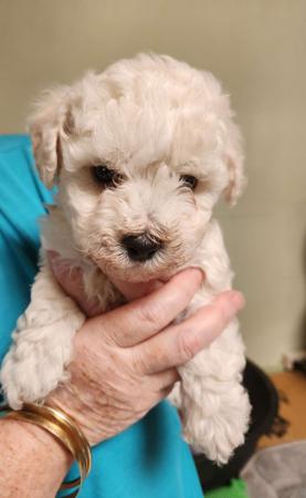 Bichon Frise for sale by CHIPALATTA