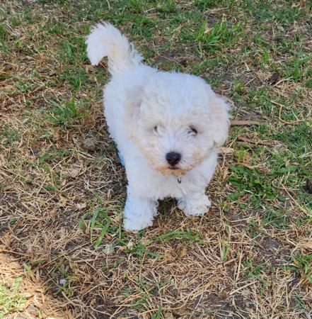 Bichon Frise for sale by CHIPALATTA