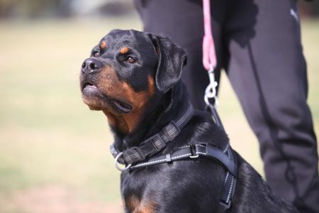 Rottweiler for sale by SHANGRILAAUS