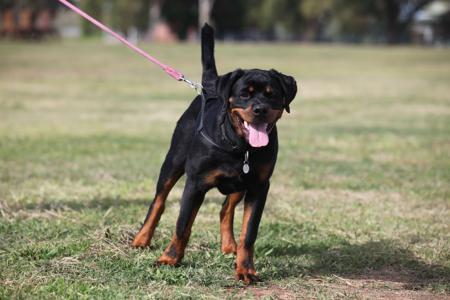 Rottweiler for sale by SHANGRILAAUS