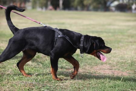 Rottweiler for sale by SHANGRILAAUS