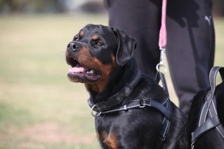Rottweiler for sale by SHANGRILAAUS