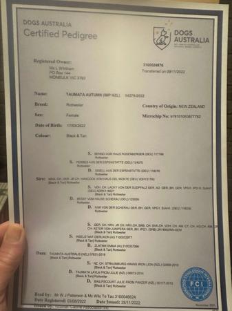 Rottweiler for sale by SHANGRILAAUS