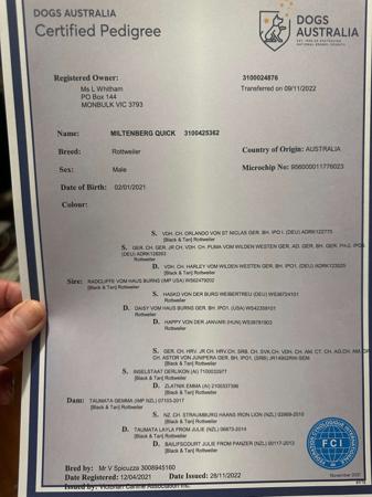 Rottweiler for sale by SHANGRILAAUS