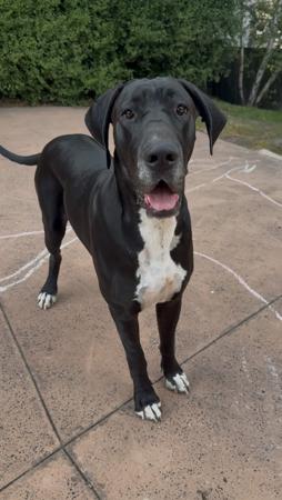 Great Dane for sale by DANEDROP