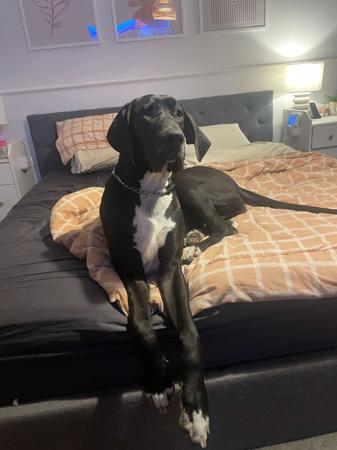 Great Dane for sale by DANEDROP