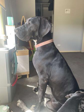 Great Dane for sale by DANEDROP