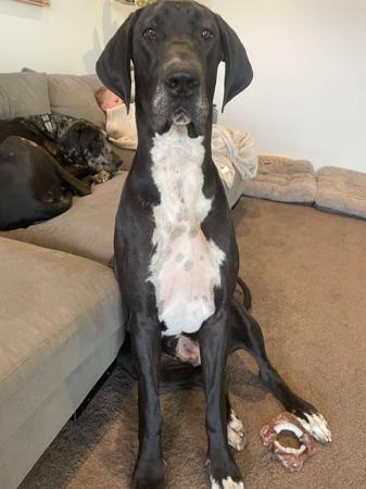 Great Dane for sale by DANEDROP