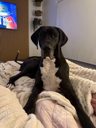 Great Dane for sale by DANEDROP