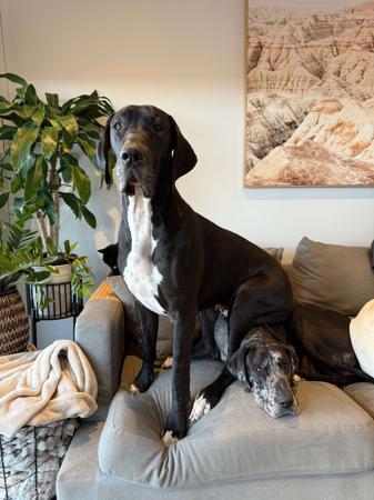 Great Dane for sale by DANEDROP