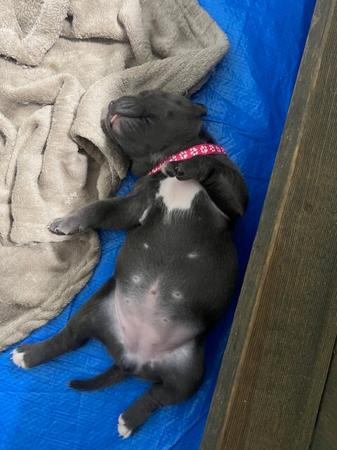 Staffordshire Bull Terrier for sale by JMORRIS