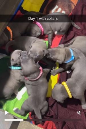 Staffordshire Bull Terrier for sale by TOUGHTAILS