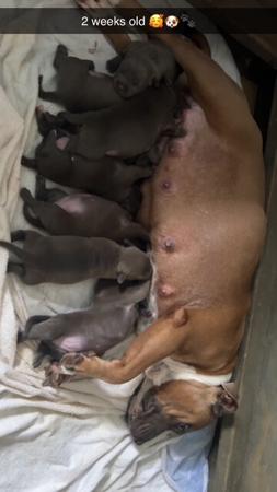 Staffordshire Bull Terrier for sale by TOUGHTAILS