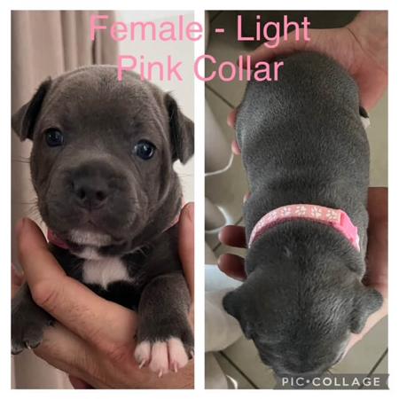 Staffordshire Bull Terrier for sale by TOUGHTAILS