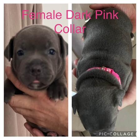 Staffordshire Bull Terrier for sale by TOUGHTAILS