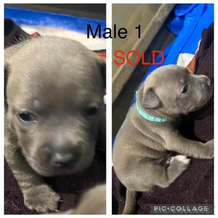 Staffordshire Bull Terrier for sale by TOUGHTAILS