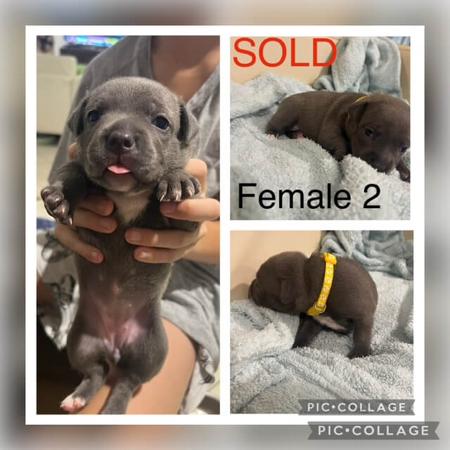 Staffordshire Bull Terrier for sale by TOUGHTAILS