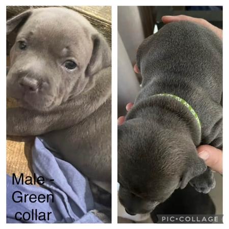 Staffordshire Bull Terrier for sale by TOUGHTAILS