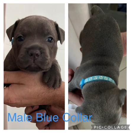 Staffordshire Bull Terrier for sale by TOUGHTAILS