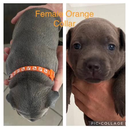 Staffordshire Bull Terrier for sale by TOUGHTAILS