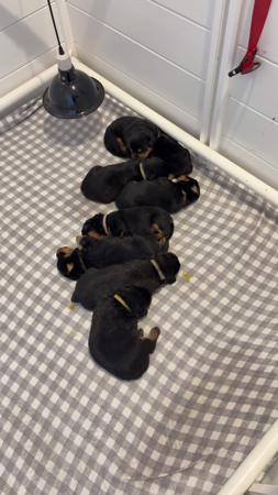 Rottweiler for sale by EMELLAACKTON
