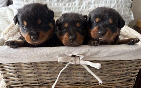 Rottweiler for sale by EMELLAACKTON