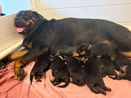 Rottweiler for sale by EMELLAACKTON