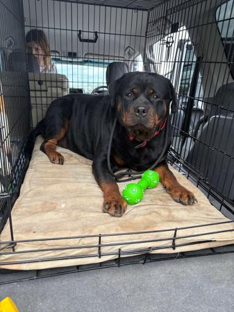 Rottweiler for sale by EMELLAACKTON
