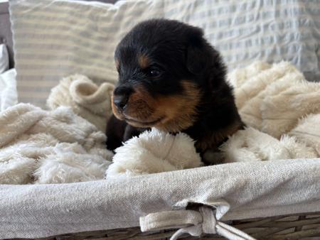Rottweiler for sale by EMELLAACKTON