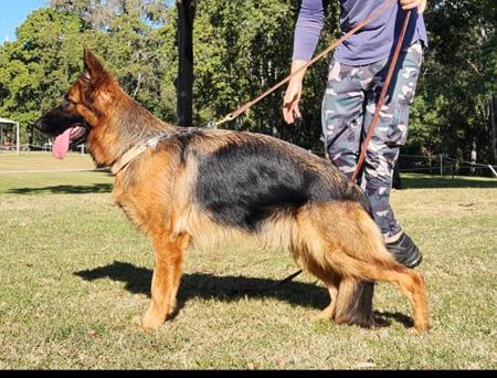 German Shepherd Dog (Long Stock Coat) for sale by VONBAKK