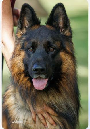 German Shepherd Dog (Long Stock Coat) for sale by VONBAKK