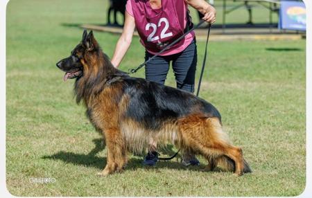 German Shepherd Dog (Long Stock Coat) for sale by VONBAKK