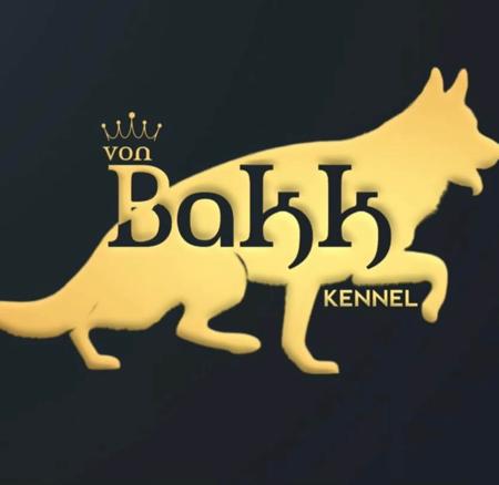 German Shepherd Dog (Long Stock Coat) for sale by VONBAKK