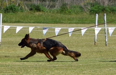 German Shepherd Dog (Long Stock Coat) for sale by VONBAKK